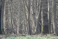 En milieu de matinée, un brocard territorial parcourt son domaine chevreuil 