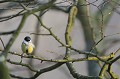 La mésange charbonnière est en pleine recherche de matériaux pour la construction de son nid  