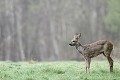 La chevrette interrompt de temps en temps son repas pour écouter les alentours chevreuil, chevrette 