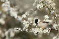 C'est le printemps, la mésange nonnette se régale des insectes venus butiner les fleurs  