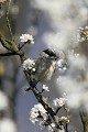 La mésange inspecte soigneusement chaque fleur à la recherche d'insectes  