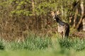 Avant de rentrer à couvert, la chevrette vient passer le bonjour à la photographe.... chevreuil, chevrette 
