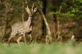 Le brocard du secteur est toujours en pleine mue... chevreuil, brocard 