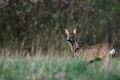 Alors que ses congénères sortent à découvert en milieu de journée, ce jeune brocard a attendu la soirée pour se montrer chevreuil, brocard 