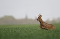 Ce brocard territorial vient de chasser un rival potentiel de son domaine. Il revient au pas de course vers la forêt chevreuil, brocard 
