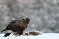 L'aigle "plume" le lièvre avant d'attaquer son repas  