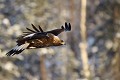 Jeune aigle royal en vol  