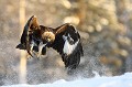 Les évolutions de l'aigle au ras du sol créent un ballet de poudreuse  