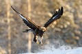 Si l'aigle a une envergure impressionnante, ses pattes et ses serres ne sont pas en reste....  