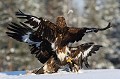 Explication de texte entre deux aigles subadultes...  