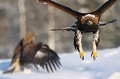 Dans sa fuite, l'aigle pique droit sur l'affût...!  