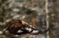 Plumes largement déployées, l'aigle cherche à prendre de l'altitude  