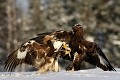 Nouveau conflit entre deux oiseaux subadultes  