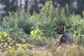 ...une chevrette prend son petit déjeuner chevreuil, chevrette 