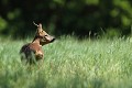 Le bruit des promeneurs en forêt capte toute l'attention du chevreuil chevreuil, brocard 