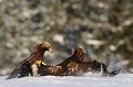 L'oiseau dominé manifeste sa désapprobation à grands renforts de piaillements et de coupsd'ailes, tandis que le dominant ne bronche pas...  