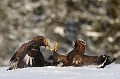 C'est encore le même oiseau qui ressort vainqueur du conflit...  