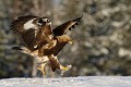 L'aigle semble hésiter entre la marche et le vol...  