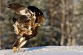 Le blanc du plumage est caractéristique d'un oiseau subadulte. En devenant adulte, l'aigle perdra ses plumes blanches  