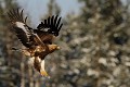 Pattes pendantes, l'aigle s'apprête à atterrir  