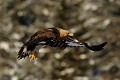 Aérodynamique, l'aigle glisse sur l'air  