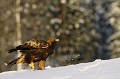 L'aigle est aussi équipé pour la marche sur la neige...  