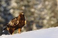 Le soleil rasant de la fin de journée donne au nom anglais de l'aigle royal tout son sens...  