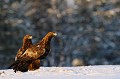 Couple d'aigles royaux adultes  