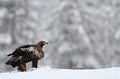 La neige de la nuit a dressé une table blanche pour l'aigle royal  