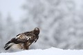 Le jabot bien rempli, l'aigle peut affronter la journée  