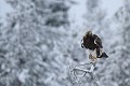 L'aigle prend un peu de hauteur pour jauger les alentours  