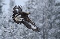 Toutes plumes déployées, l'aigle prend son envol  