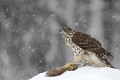 Un jeune autour femelle qui affronte peut être son premier hiver profite d'une proie laissée à son attention...  