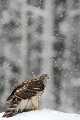 La neige s'invite au repas de l'autour  