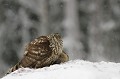 Pour tenir à l'écart des grands corbeaux, l'autour fait le gros dos et se hérisse...  