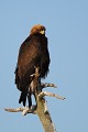 Le jeune aigle qui s'est fait chasser devra attendre son tour pour prendre sa part du repas...  