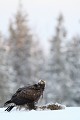 Avant d'entamer son repas, l'aigle doit se débarasser de la fourrure du lièvre, ce qui n'est pas une mince affaire....  