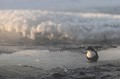 La glace qui s'est formée par endroit sur la rivière offre de nombreux postes d'affût aux cincles  