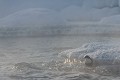 Petite pause sur la glace pour le cincle avant de repartir à la pêche aux larves  