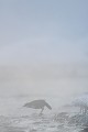 Le cincle passe la majeure partie des courtes journées d'hiver à chercher sa nourriture  