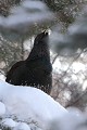 Perché dans son pin sylvrestre, le Grand Tétras alterne repos et repas...  