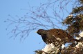 Le coq joue les équilibristes pour atteindre son repas  