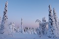 Pas un bruit ne vient troubler l'immobilité de l'hiver  