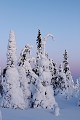 Pas besoin de fausse neige sur les sapins...  