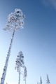Même le tronc des arbres est tapissé de neige  