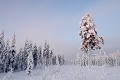Les branches des arbres ploient sous le poids de la neige qui s'y est accumulée  
