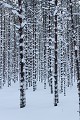 Sous-bois en hiver  