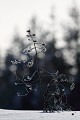 Sous ces latitudes, la croissance des arbres est lente, ce pin affiche déjà plusieurs années de vie  