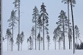 L'âpreté de l'hiver gomme les couleurs du paysage  