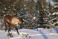Cet individu a déjà perdu ses bois, alors que d'autres sont encore coiffés  